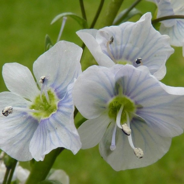 renpris, Porcelns- <br> Ensianbladet <br><i> Veronica Gentianoides</i>