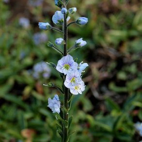 renpris, Porcelns- <br> Ensianbladet <br><i> Veronica Gentianoides</i>