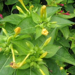 Vidunderblomst, <br>gul <br><i>Mirabilis jalapa</i>