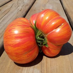 Tomat <br>'Vintage Wine' <br><i>Lycopersicon esculentum</i>