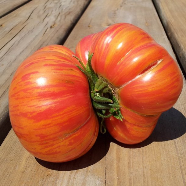 Tomat <br>'Vintage Wine' <br><i>Lycopersicon esculentum</i>