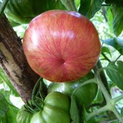 Tomat <br>'Vintage Wine' <br><i>Lycopersicon esculentum</i>