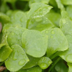 Portulak, <br>Vinter-<br><i>Claytonia perfoliata</i>  