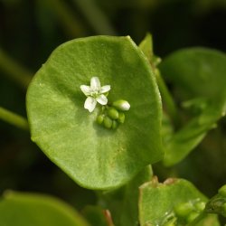 Portulak, <br>Vinter-<br><i>Claytonia perfoliata</i>  