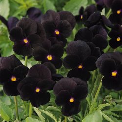 Hornviol <br>'Back to Black' <br><i> Viola cornuta</i>