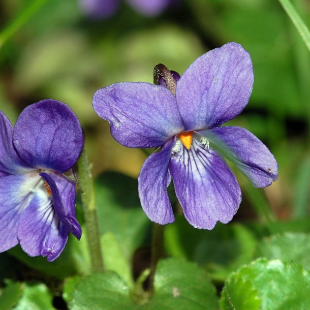 Viol, Marts- <br>'Queen Charlotte' <br><i>Viola odorata </i>