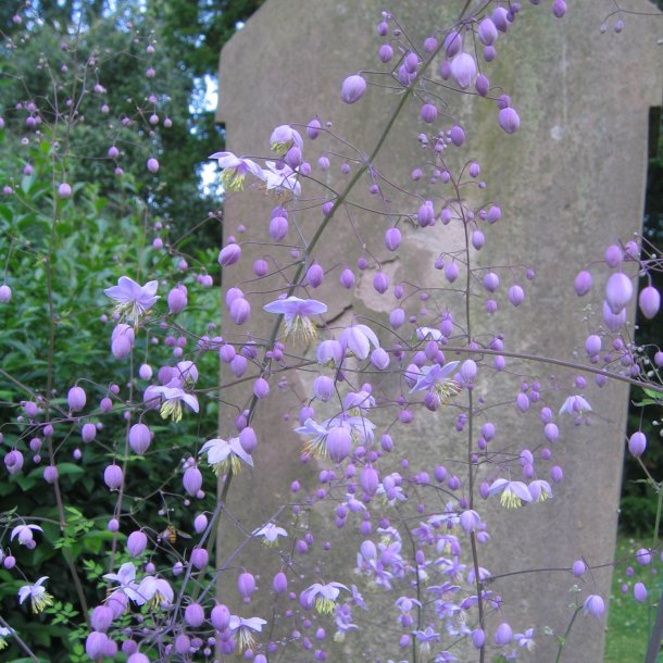 Violfr�stjerne, <br>violet <br><i>Thalictrum delavayi</i>