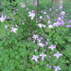 Violfr�stjerne, <br>violet <br><i>Thalictrum delavayi</i>