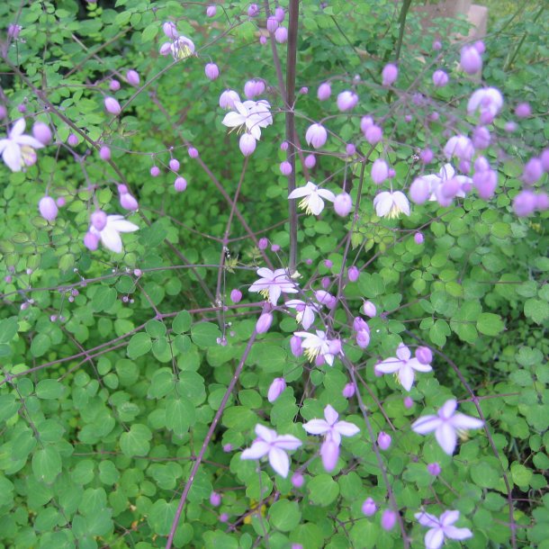 Violfr�stjerne, <br>violet <br><i>Thalictrum delavayi</i>