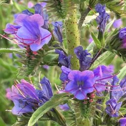 Slangehoved <br><i>Echium vulgare </i><br><br>