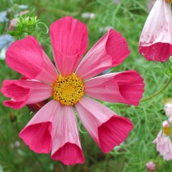 Stolt kavaler <br>'Seashells'<br> <i>Cosmos bipinnatus</i>