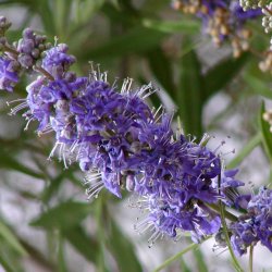 Kyskhedstr, <br>Munkepeber <br><i>Vitex agnus-castus </i>