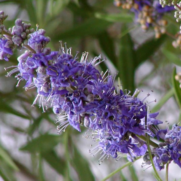 Kyskhedstr, <br>Munkepeber <br><i>Vitex agnus-castus </i>