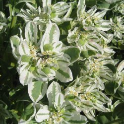 Vortemlk <br>'Kilimanjaro' <br><i>Euphorbia marginata</i>