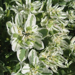 Vortemlk <br>'Kilimanjaro' <br><i>Euphorbia marginata</i>