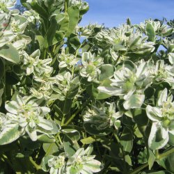 Vortemlk <br>'Kilimanjaro' <br><i>Euphorbia marginata</i>