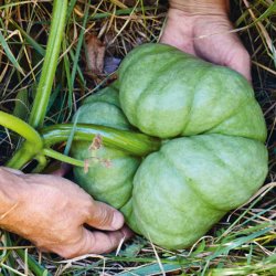 Grskar <br>'Triamble'/'Shamrock' <br><i>Cucurbita maxima</i>