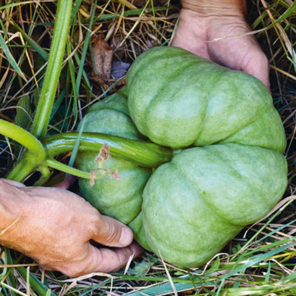 Grskar <br>'Triamble'/'Shamrock' <br><i>Cucurbita maxima</i>