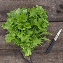 Wasabina <br>Sareptasennep <br><i>Brassica juncea</i> 