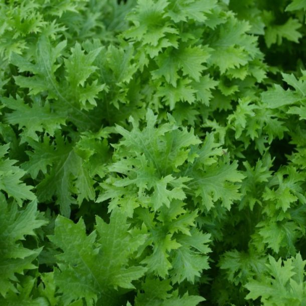 Wasabina <br>Sareptasennep <br><i>Brassica juncea</i> 