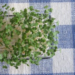 Wasabina <br>Sareptasennep <br><i>Brassica juncea</i> 