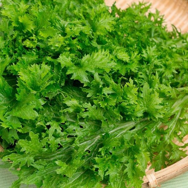 Wasabina <br>Sareptasennep <br><i>Brassica juncea</i> 