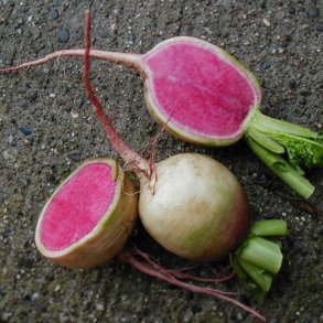 Radise <br>'Watermelon' <br><i>Raphanus sativus</i>