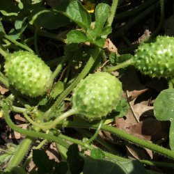 Agurk <br>'West Indian Gherkin'<br><i>Cucumis anguria</i>