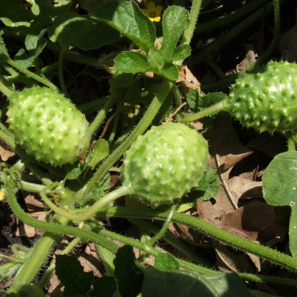 Agurk <br>'West Indian Gherkin'<br><i>Cucumis anguria</i>