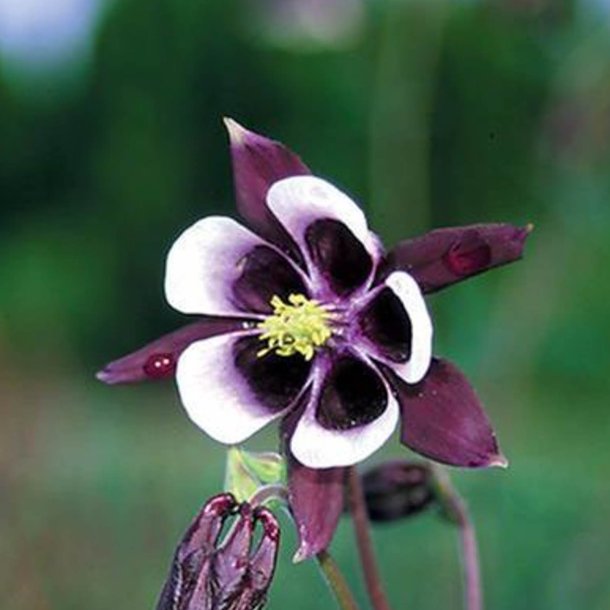 Akeleje <br>'William Guinness'<br><i>Aquilegia vulgaris </i>