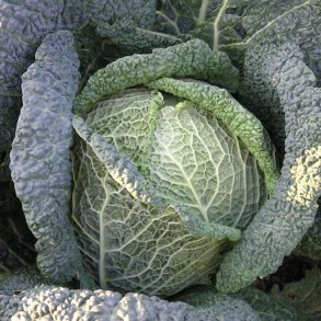 Savoykl <br>'Savoy King' F1 <br><i>Brassica oleracea var. sabauda</i>