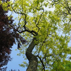 Robinie, <br>U�gte akacie <br><i>Robinia pseudoacacia</i>