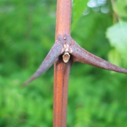 Robinie, <br>U�gte akacie <br><i>Robinia pseudoacacia</i>