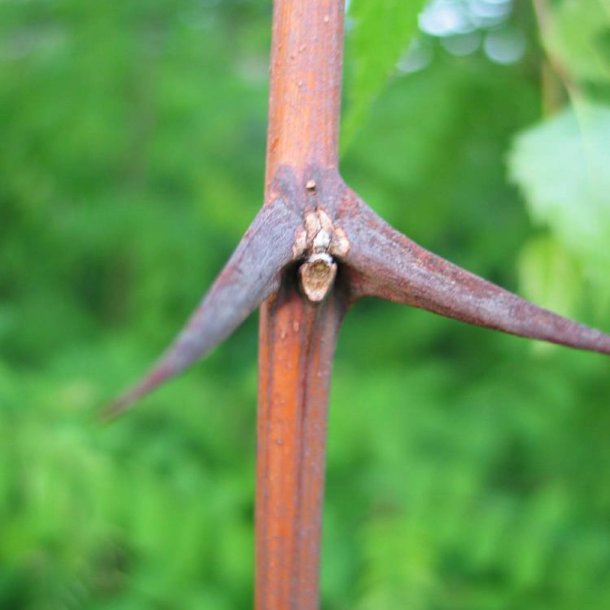 Robinie, <br>U�gte akacie <br><i>Robinia pseudoacacia</i>