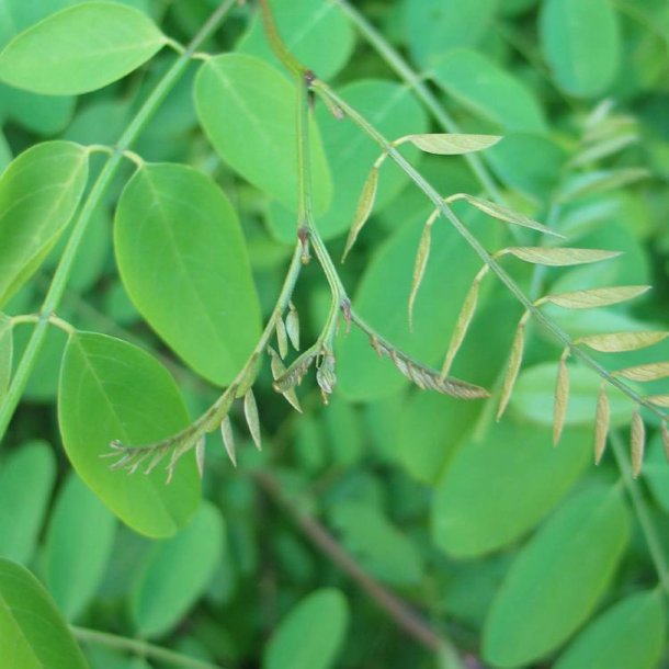 Robinie, <br>U�gte akacie <br><i>Robinia pseudoacacia</i>