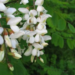 Robinie, <br>U�gte akacie <br><i>Robinia pseudoacacia</i>