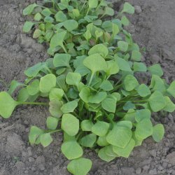 Portulak, <br>Vinter-<br><i>Claytonia perfoliata</i>  
