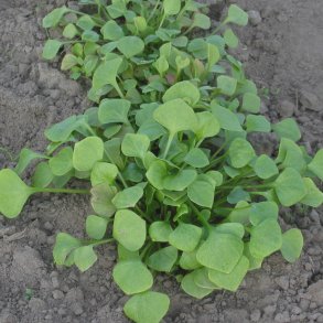 Portulak, <br>Vinter-<br><i>Claytonia perfoliata</i>  