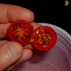 Tomat, Ribs-, <br>Vild tomat <br><i>Lycopersicon pimpinellifolium</i>