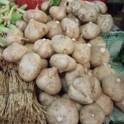 Jicama, <br>Mexikansk yamsbnne <br><i> Pachyrhizus erosus</i>