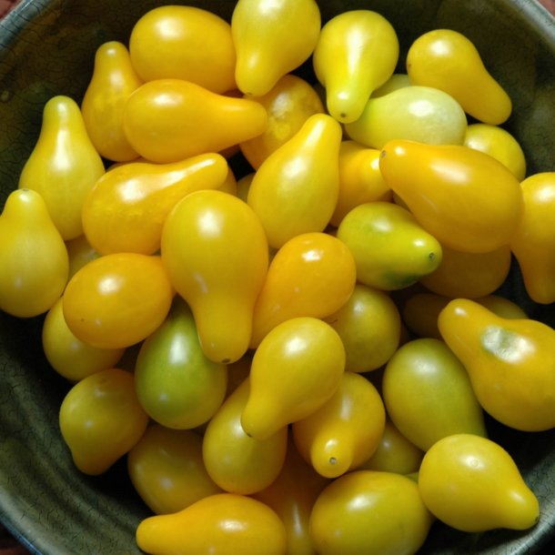 Tomat <br>'Yellow Pear'<br><i>Lycopersicon esculentum</i>