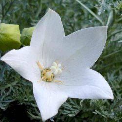 Ballonklokke <br>'Fuji White' <br><i>Platycodon grandiflorus</i>