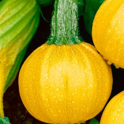 Courgette, squash, zucchini<br>'One Ball' F1 <br><i>Cucurbita pepo</i>