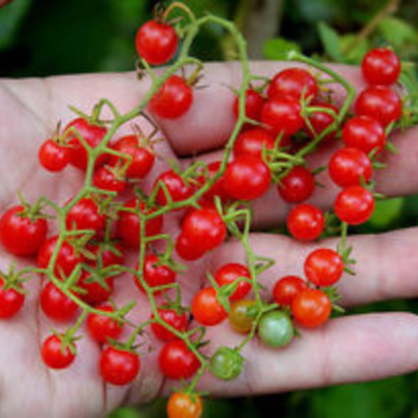 Tomat, Ribs-, <br>Vild tomat <br><i>Lycopersicon pimpinellifolium</i>