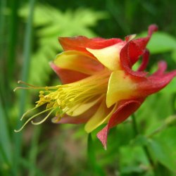 Akeleje, <br>Canadisk <br><i>Aquilegia canadensis </i>