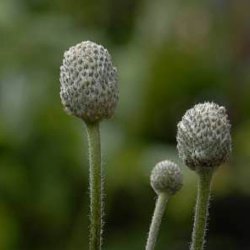 Anemone <br>'Annabella Deep Rose' <br><i>Anemone multifida </i>