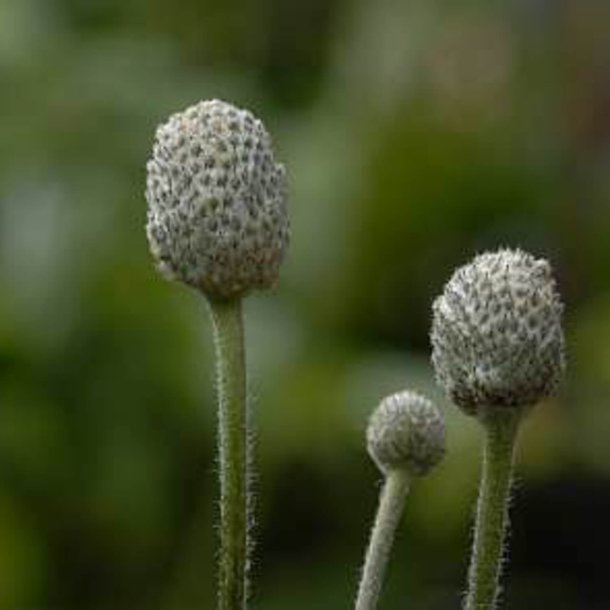 Anemone <br>'Annabella Deep Rose' <br><i>Anemone multifida </i>
