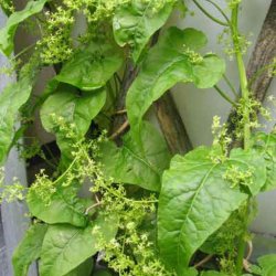 Spinatranke, <br>Kaukasisk spinat <br><i>Hablitzia tamnoides</i>