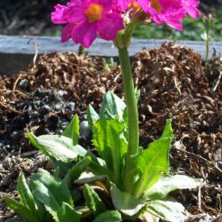 Primula, Rosen-<br>'Gigas'<br><i>Primula rosea</i>