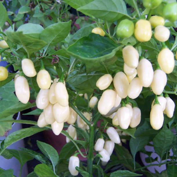 Chili <br>'Habanero White' <br><i>Capsicum chinense</i>